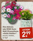 nahkauf Extertal - Mini-Blühmix Angebot im Prospekt Mini-Blühmix bei nahkauf im Extertal Prospekt für 2,99 €