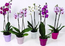 Géant Casino Servon - Orchidée Phalaénopsis 2 tiges Promo Orchidée Phalaénopsis 2 tiges dans le catalogue Géant Casino "La réponse en promos !" à Servon