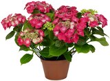 Hortensie im Angebot bei REWE in Bochum Hortensie Angebote bei REWE Bochum für 9,99 €