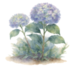 Hortensia en promo chez LaMaison.fr Le Havre à 15,95 €