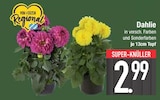Dahlie  im aktuellen EDEKA Prospekt für 2,99 €