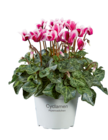Mini Cyclamen en promo à 1,99 € chez Lidl Mini Cyclamen dans le catalogue Lidl