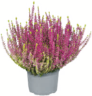 Aktuelles Knospenheide „Gardengirls®“ Angebot bei toom Baumarkt in Cottbus ab 1,99 €