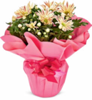 Chrysantheme Angebote bei Netto Marken-Discount Potsdam für 5,99 €