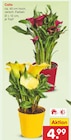 Calla Angebot in Wasbüttel Calla im aktuellen Prospekt bei Netto Marken-Discount in Wasbüttel