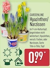 Hyazinthen/Narzissen von Gardenline im aktuellen ALDI Nord Prospekt für 0,99 €