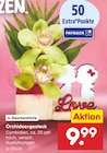 Orchideengesteck Angebote bei Netto Marken-Discount Trier für 9,99 €