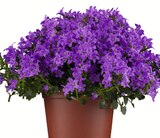Glockenblume Angebote bei Wreesmann Görlitz für 3,99 €
