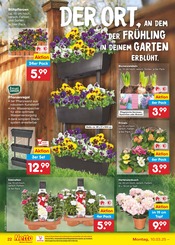 Aktueller Netto Marken-Discount Prospekt mit Hortensie, "Aktuelle Angebote", Seite 34