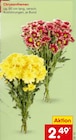 Chrysanthemen Angebote bei Netto Marken-Discount Erfurt für 2,49 €