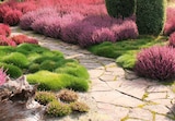 Calluna vulgaris „Garden Girls“  im aktuellen Hagebaumarkt Prospekt für 2,59 €