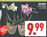 Orchidee Angebote bei Marktkauf Mülheim für 9,99 €