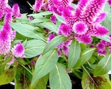 Celosia Federbusch im aktuellen Thomas Philipps Prospekt