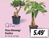 Ficus Angebot in Oberthierwasen Ficus im aktuellen Prospekt bei Lidl in Oberthierwasen
