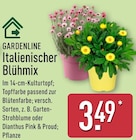 Italienischer Blühmix von Gardenline im aktuellen ALDI Nord Prospekt