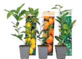 Zitruspflanzenmischung, Citrus limon für 7,50 € bei Netto Marken-Discount im Angebot Zitruspflanzenmischung, Citrus limon im aktuellen Netto Marken-Discount Prospekt