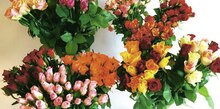 Bouquet de 30 roses 35cm coloris mix ton chaud - Géant Casino à Albi Bouquet de 30 roses 35cm coloris mix ton chaud en promo chez Géant Casino Albi à 7,00 €