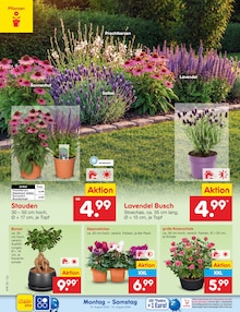 Lavendel im Netto Marken-Discount Prospekt "Aktuelle Angebote" mit 77 Seiten (Leipzig)