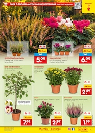 Netto Marken-Discount Blumen im Prospekt Netto Marken-Discount Blumen im Prospekt
