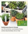 Mediterranes Kraut im Tontopf von  im aktuellen Pflanzen Kölle Prospekt für 3,33 €