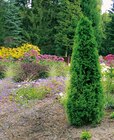 Lebensbaum „Thuja occidentalis ,Smaragd‘“ von  im aktuellen Hagebaumarkt Prospekt für 9,99 €