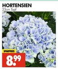 Aktuelles Hortensien Angebot bei Wreesmann in Dresden ab 8,99 €