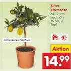 Zitrusbäumchen Angebote bei Netto Marken-Discount Braunschweig für 14,99 €