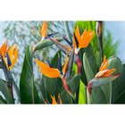 Oiseau de Paradis à 36,99 € dans le catalogue Carrefour