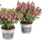 Hebe andersonii 'All Blooms' Angebote bei BAUHAUS Maintal für 3,99 €