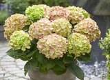 Hortensia collection Rembrandt - Carrefour à Colmar Hortensia collection Rembrandt en promo chez Carrefour Colmar à 19,99 €