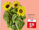 Sonnenblumen im Angebot bei Marktkauf in Stuttgart Sonnenblumen Angebote bei Marktkauf Stuttgart für 5,99 €