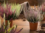 Calluna  im aktuellen Kaufland Prospekt für 1,49 €