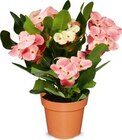 Aktuelles Christusdorn Angebot bei Netto Marken-Discount in Wuppertal ab 4,99 €