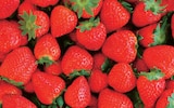 Fraises à Norma dans Niderhoff Fraises à Norma dans Niderhoff