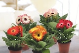 Aldi Aniche - Promo Gerbera Promo Gerbera à 2,79 € dans le catalogue Aldi à Aniche