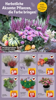Zimmerpflanzen im REWE Prospekt "Dein Markt" mit 36 Seiten (Bielefeld)