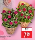 Rosen im Potcover bei Marktkauf im Böblingen Prospekt für 7,99 €