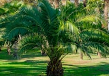 PALMIER PHOENIX CANARIENSIS - SANSMARQUE - Auchan Hypermarché à Dunkerque PALMIER PHOENIX CANARIENSIS - SANSMARQUE en promo chez Auchan Hypermarché Dunkerque à 7,99 €
