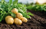Speisekartoffeln festkochend bei EDEKA im Schönwalde Prospekt für 1,99 €