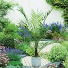 Palmier dans le catalogue Carrefour