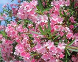 Laurier-rose ECLOZ - ECLOZ en promo chez Jardiland Saint-Nazaire à 9,99 €