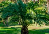 PALMIER PHOENIX CANARIENSIS - SANSMARQUE - Auchan Hypermarché à Le Mans PALMIER PHOENIX CANARIENSIS - SANSMARQUE en promo chez Auchan Hypermarché Le Mans à 7,99 €