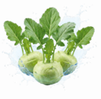 Kohlrabi im Angebot bei Netto Marken-Discount in Homburg Kohlrabi Angebote von HEIMAT bei Netto Marken-Discount Homburg für 0,55 €