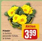 Primeln Angebote bei REWE Neunkirchen für 3,99 €