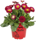 Gänseblümchen Angebote von Bellis bei Globus-Baumarkt Darmstadt für 1,79 €