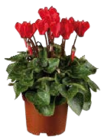 Alpenveilchen (Cyclamen) Angebote bei Globus-Baumarkt Ingolstadt für 2,49 €