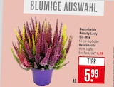 Besenheide Beauty Lady Six-Mix bei Marktkauf im Oberhof Prospekt für 5,99 €