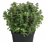 Majoran bei Dehner Garten-Center im Peißenberg Prospekt für 3,99 €