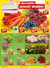 Zimmerpflanzen im Netto Marken-Discount Prospekt in Recklinghausen Aktueller Netto Marken-Discount Prospekt mit Zimmerpflanzen, "Aktuelle Angebote", Seite 11
