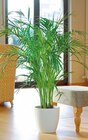 Areca-Palme 'Dypsis lutescens' im aktuellen Hagebaumarkt Prospekt für 14,99 €